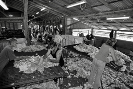 Steam Plains Shearing 022257  © Claire Parks Photography